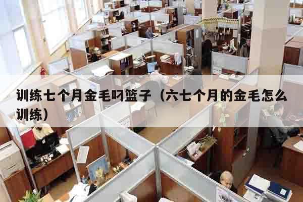 训练七个月金毛叼篮子（六七个月的金毛怎么训练）
