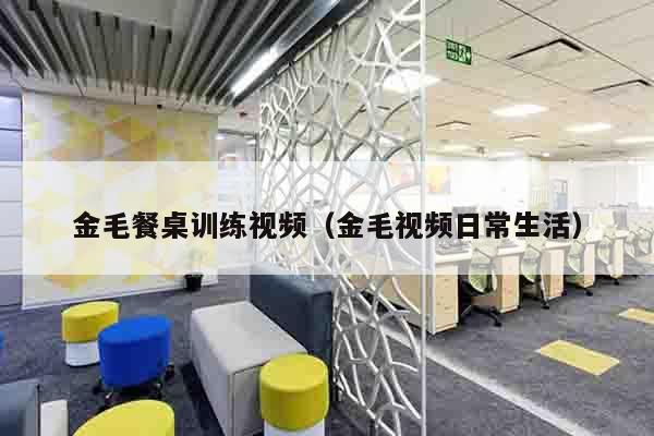 金毛餐桌训练视频（金毛视频日常生活）