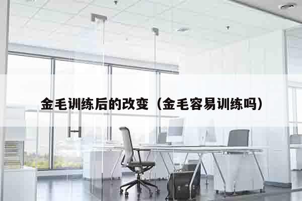 金毛训练后的改变（金毛容易训练吗）