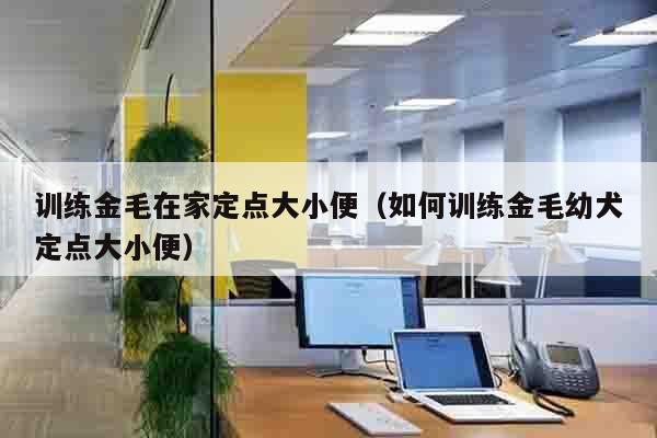 训练金毛在家定点大小便（如何训练金毛幼犬定点大小便）