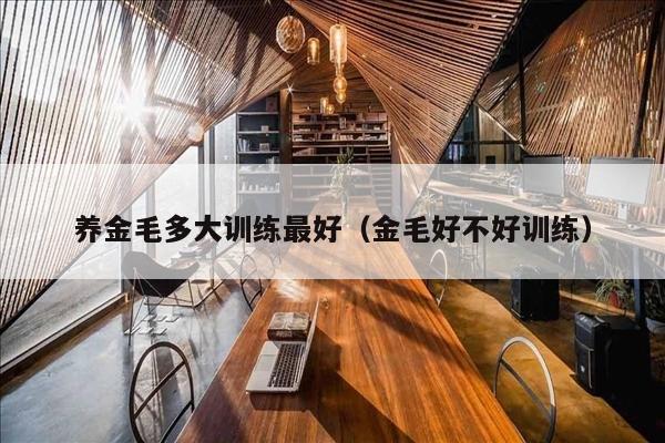 养金毛多大训练最好（金毛好不好训练）