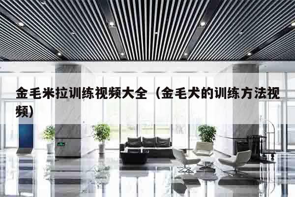 金毛米拉训练视频大全（金毛犬的训练方法视频）
