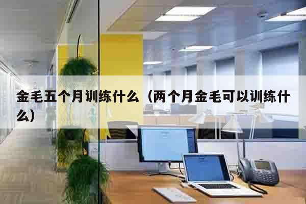金毛五个月训练什么（两个月金毛可以训练什么）