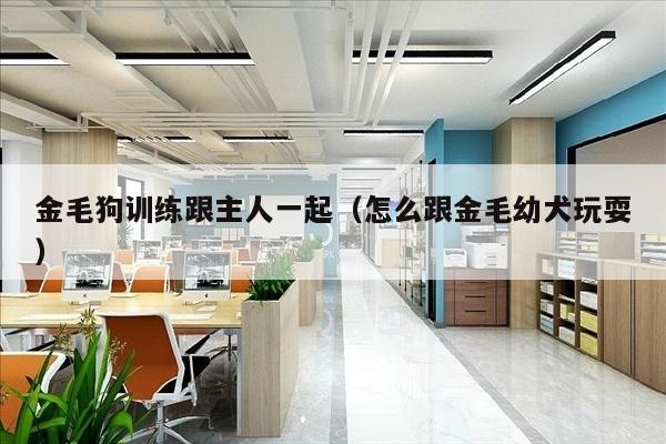 金毛狗训练跟主人一起（怎么跟金毛幼犬玩耍）