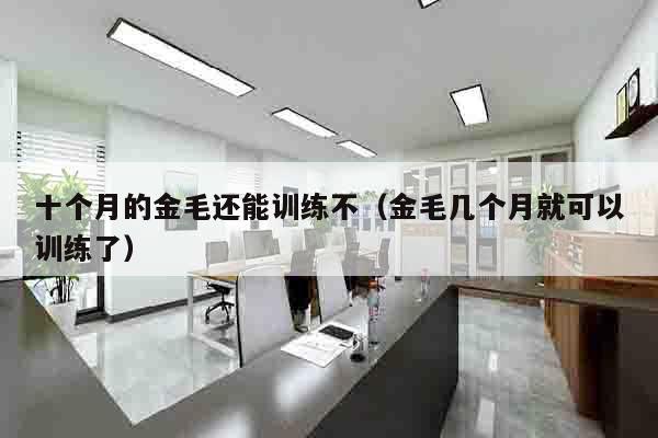 十个月的金毛还能训练不（金毛几个月就可以训练了）
