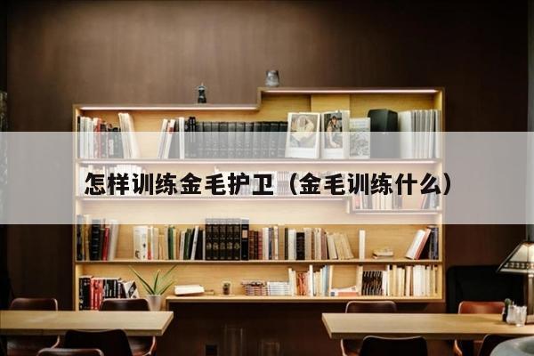 怎样训练金毛护卫（金毛训练什么）