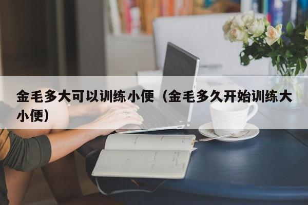 金毛多大可以训练小便（金毛多久开始训练大小便）