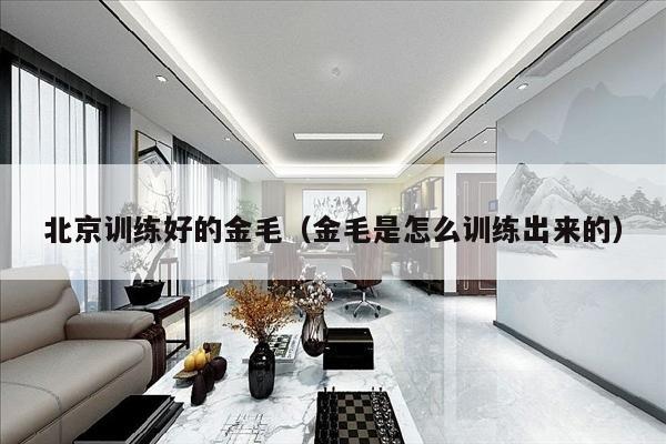 北京训练好的金毛（金毛是怎么训练出来的）