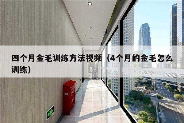 四个月金毛训练方法视频（4个月的金毛怎么训练）