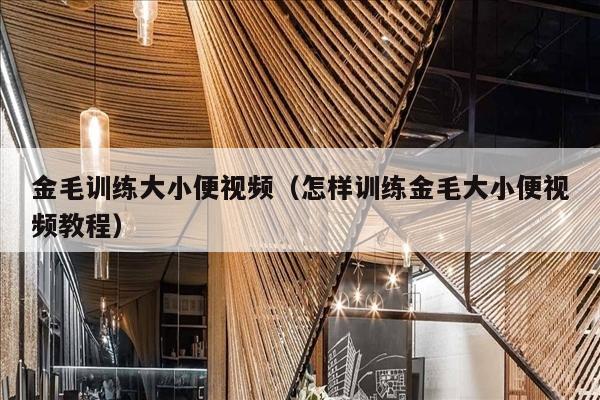 金毛训练大小便视频（怎样训练金毛大小便视频教程）