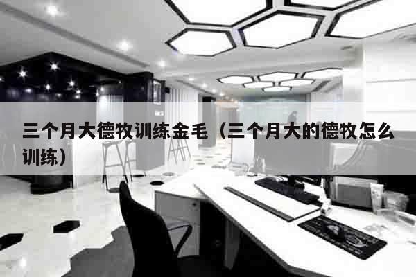 三个月大德牧训练金毛（三个月大的德牧怎么训练）