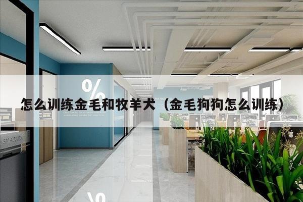 怎么训练金毛和牧羊犬（金毛狗狗怎么训练）