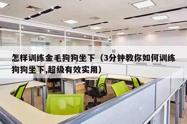 怎样训练金毛狗狗坐下（3分钟教你如何训练狗狗坐下,超级有效实用）