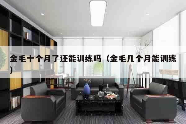 金毛十个月了还能训练吗（金毛几个月能训练）
