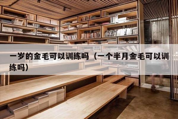 一岁的金毛可以训练吗（一个半月金毛可以训练吗）
