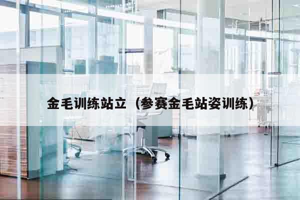 金毛训练站立（参赛金毛站姿训练）