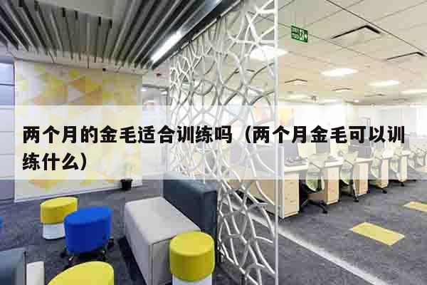 两个月的金毛适合训练吗（两个月金毛可以训练什么）