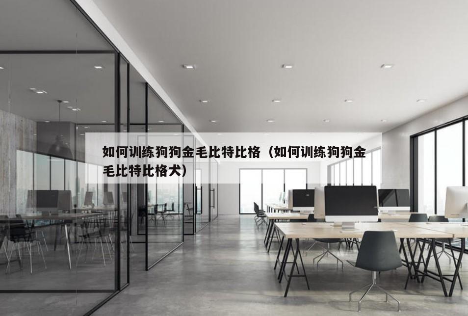 如何训练狗狗金毛比特比格（如何训练狗狗金毛比特比格犬）