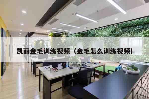 凯丽金毛训练视频（金毛怎么训练视频）