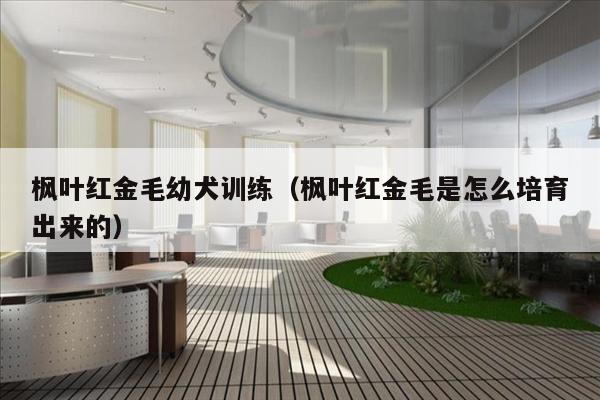 枫叶红金毛幼犬训练（枫叶红金毛是怎么培育出来的）