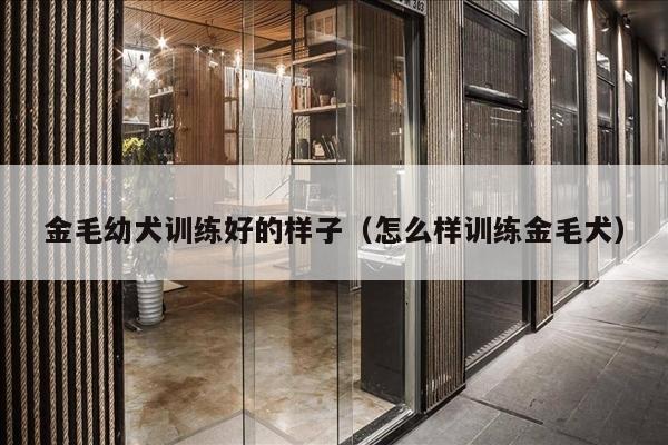 金毛幼犬训练好的样子（怎么样训练金毛犬）
