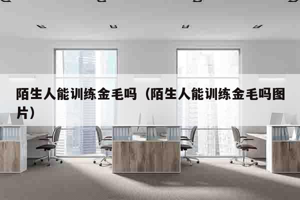 陌生人能训练金毛吗（陌生人能训练金毛吗图片）