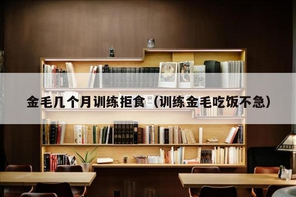 金毛几个月训练拒食（训练金毛吃饭不急）