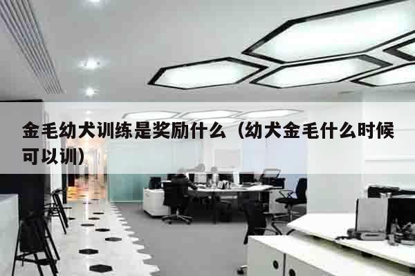 金毛幼犬训练是奖励什么（幼犬金毛什么时候可以训）