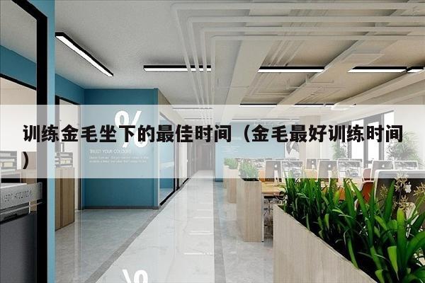 训练金毛坐下的最佳时间（金毛最好训练时间）