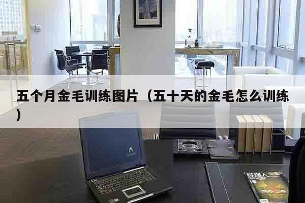 五个月金毛训练图片（五十天的金毛怎么训练）