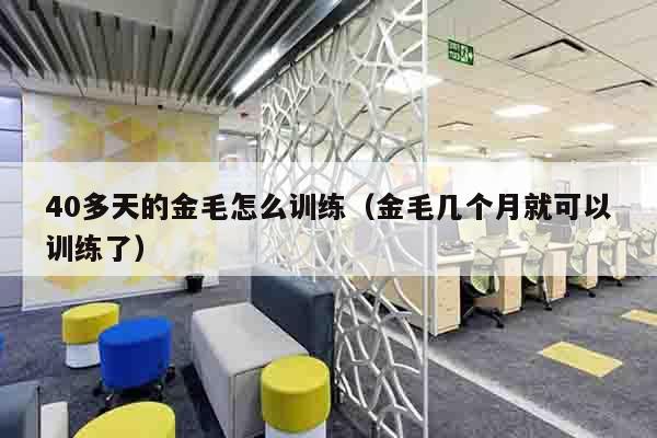 40多天的金毛怎么训练（金毛几个月就可以训练了）
