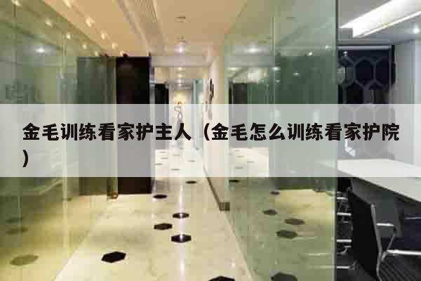 金毛训练看家护主人（金毛怎么训练看家护院）