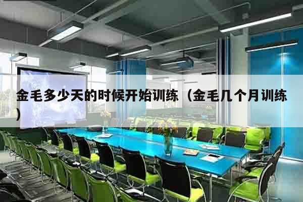 金毛多少天的时候开始训练（金毛几个月训练）