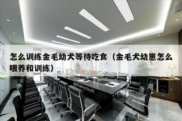 怎么训练金毛幼犬等待吃食（金毛犬幼崽怎么喂养和训练）