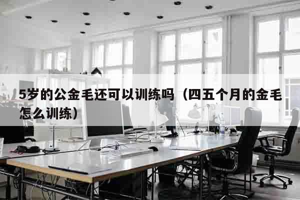 5岁的公金毛还可以训练吗（四五个月的金毛怎么训练）