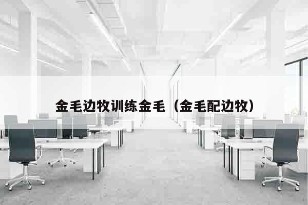 金毛边牧训练金毛（金毛配边牧）
