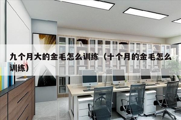 九个月大的金毛怎么训练（十个月的金毛怎么训练）