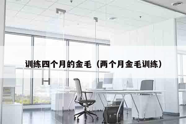 训练四个月的金毛（两个月金毛训练）