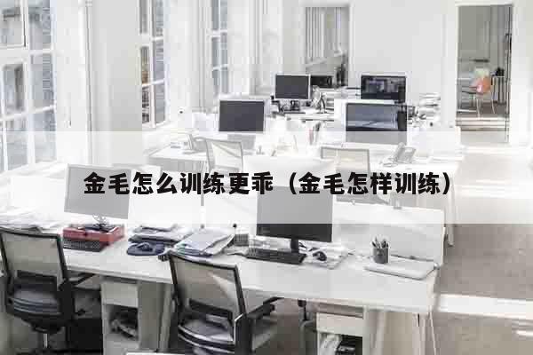 金毛怎么训练更乖（金毛怎样训练）