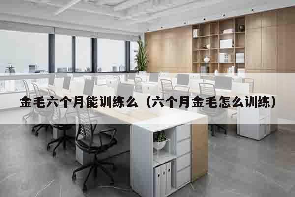 金毛六个月能训练么（六个月金毛怎么训练）