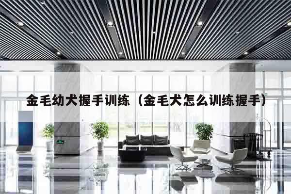 金毛幼犬握手训练（金毛犬怎么训练握手）