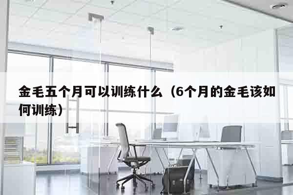 金毛五个月可以训练什么（6个月的金毛该如何训练）