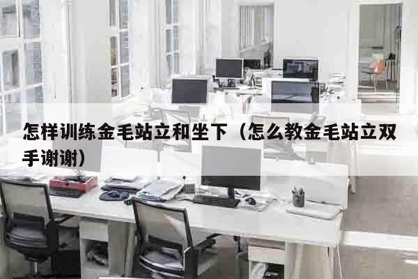 怎样训练金毛站立和坐下（怎么教金毛站立双手谢谢）