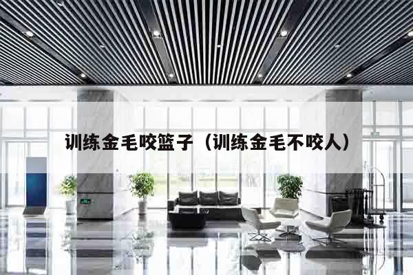 训练金毛咬篮子（训练金毛不咬人）