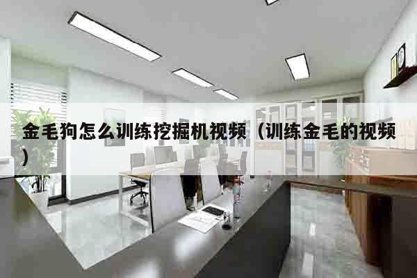 金毛狗怎么训练挖掘机视频（训练金毛的视频）