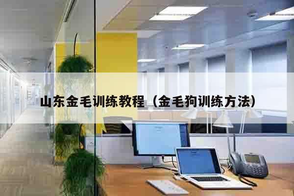 山东金毛训练教程（金毛狗训练方法）