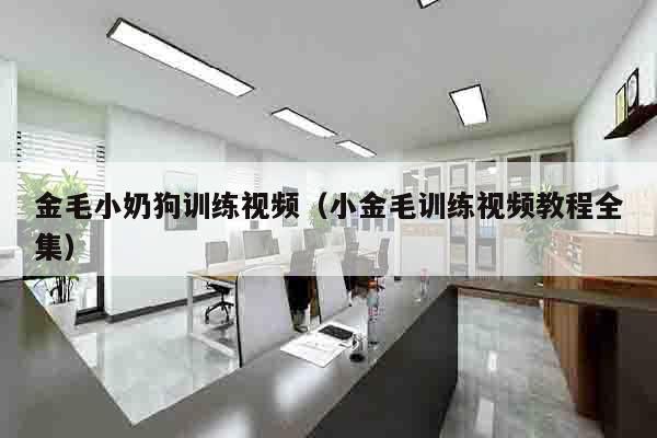 金毛小奶狗训练视频（小金毛训练视频教程全集）