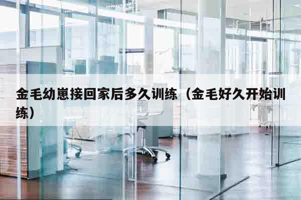 金毛幼崽接回家后多久训练（金毛好久开始训练）