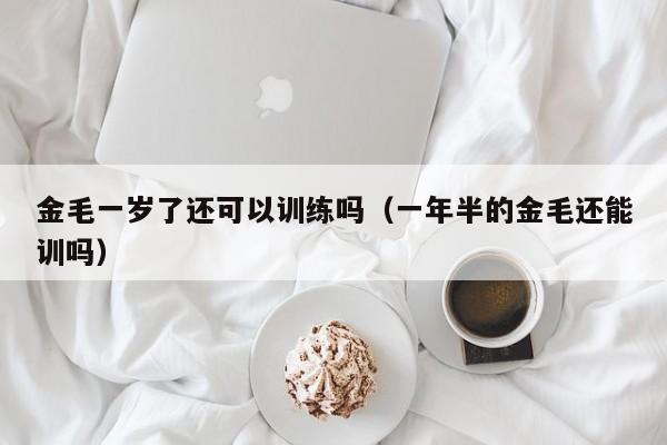 金毛一岁了还可以训练吗（一年半的金毛还能训吗）