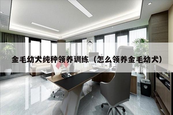 金毛幼犬纯种领养训练（怎么领养金毛幼犬）